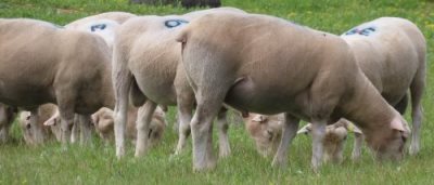 Young sale rams, 21 January 2022
